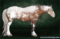 Horse Color:White Spotted Silver Bay Sabino Rabicano