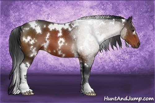 Horse Color:White Spotted Bay Sabino 