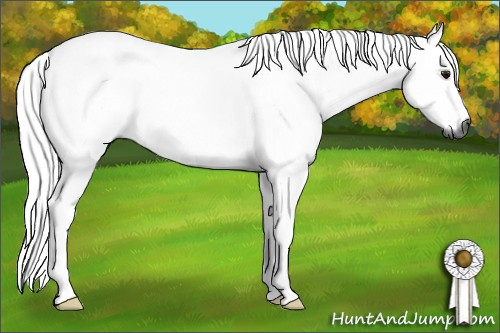 Horse Color:Gray Bay