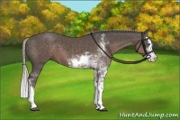 Horse Color:Silver Black Sabino Splash 
