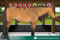 Horse Color:Buckskin 