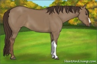 Horse Color:Liver Red Dun 