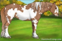 Horse Color:White Spotted Chestnut Frame 