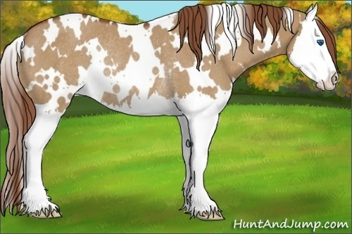 Horse Color:White Spotted Red Dun Splash Rabicano