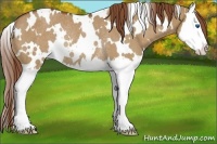 Horse Color:White Spotted Red Dun Splash Rabicano