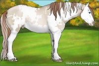 Horse Color:White Spotted Smoky Grullo Pearl Splash Rabicano
