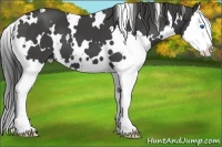 Horse Color:White Spotted Smoky Black Splash 