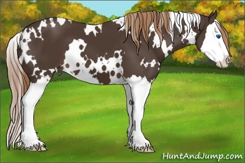 Horse Color:White Spotted Liver Chestnut Splash