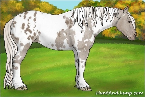 Horse Color:White Spotted Silver Grullo Appaloosa 