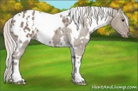 Horse Color:White Spotted Silver Grullo Appaloosa 