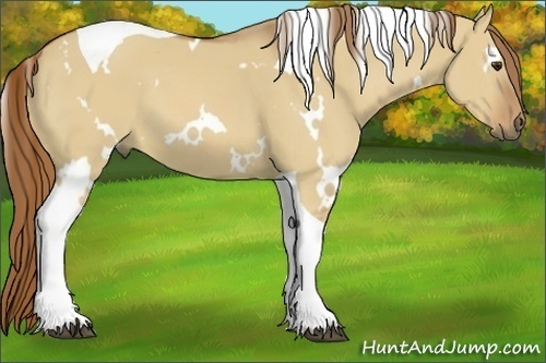 Horse Color:White Spotted Red Dun Tobiano