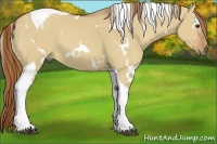 Horse Color:White Spotted Red Dun Tobiano 