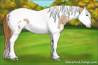 Horse Color:White Spotted Red Dun Splash Tobiano