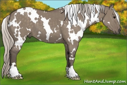 Horse Color:White Spotted Silver Grullo 