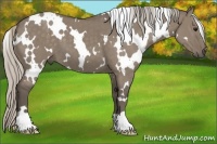 Horse Color:White Spotted Silver Grullo 