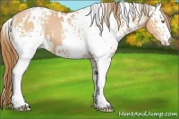 Horse Color:White Spotted Bay Pearl
