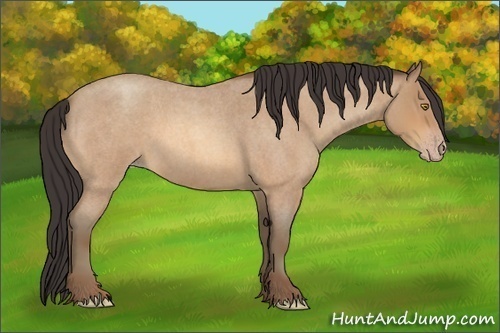 Horse Color:Amber Champagne Roan 