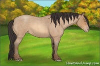 Horse Color:Amber Champagne Roan