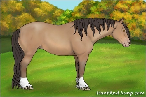 Horse Color:Amber Champagne 