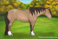 Horse Color:Amber Champagne