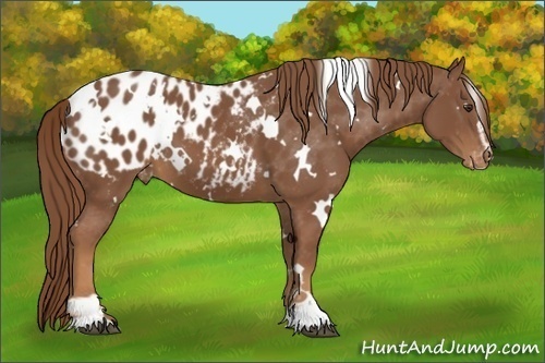 Horse Color:White Spotted Chestnut Sabino Appaloosa