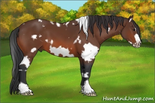 Horse Color:White Spotted Bay Frame 