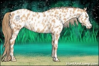 Horse Color:Gold Champagne Appaloosa  and Gold Champagne Appaloosa Rabicano 
