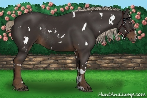 Horse Color:White Spotted Liver Chestnut Sabino Rabicano 