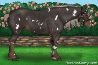 Horse Color:White Spotted Liver Chestnut Sabino Rabicano 