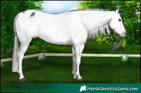 Horse Color:White Spotted Brown Tobiano Appaloosa 