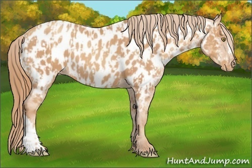 Horse Color:Gold Champagne Appaloosa  and Gold Champagne Appaloosa 