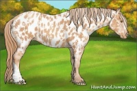 Horse Color:Gold Champagne Appaloosa and Gold Champagne Appaloosa
