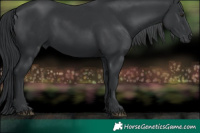 Horse Color:Black Chinchilla 