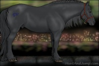 Horse Color:Black Chinchilla 