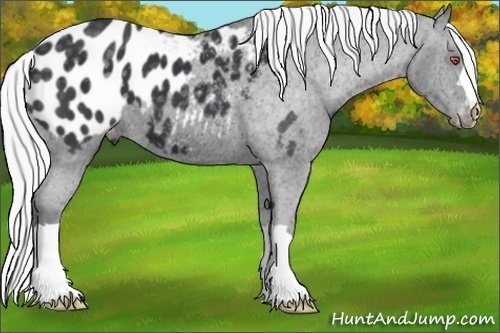 Horse Color:Silver Black Chinchilla Appaloosa 
