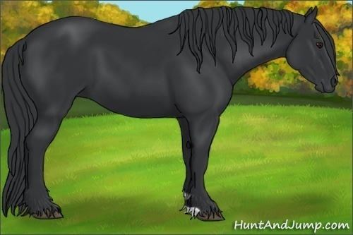 Horse Color:Black Chinchilla 