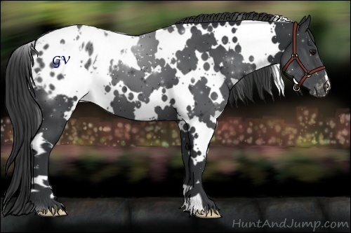 Horse Color:White Spotted Black Appaloosa