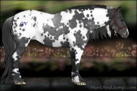 Horse Color:White Spotted Black Appaloosa 