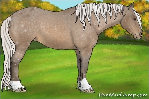 Horse Color:Silver Buckskin Appaloosa