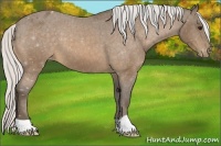 Horse Color:Silver Buckskin Appaloosa 