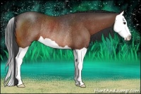 Horse Color:Bay Splash Rabicano