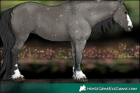 Horse Color:Grullo 