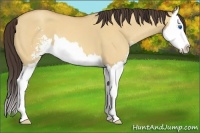 Horse Color:Amber Champagne Dun Sabino Splash 