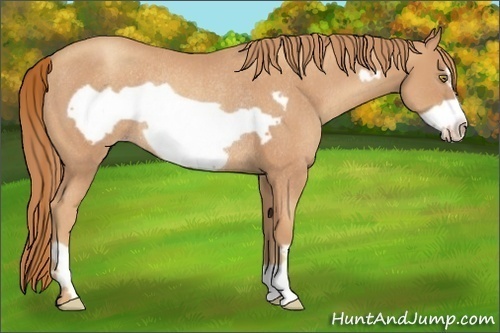 Horse Color:Gold Champagne Frame Rabicano