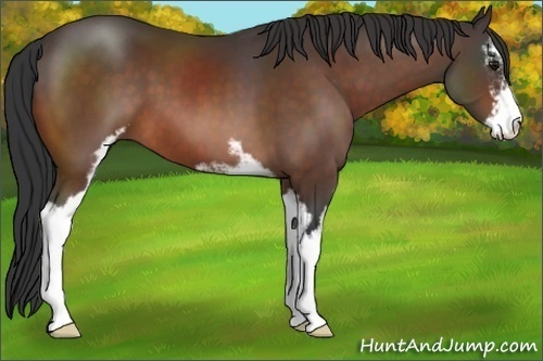 Horse Color:Bay Sabino 