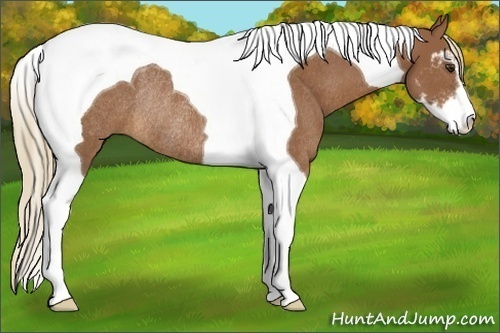 Horse Color:Chestnut Sabino Tobiano Rabicano