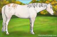Horse Color:Gold Champagne Sabino Appaloosa 