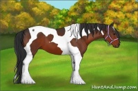 Horse Color:Bay Tobiano 