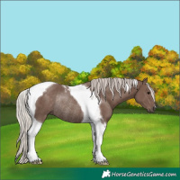 Horse Color:Silver Black Tobiano Rabicano