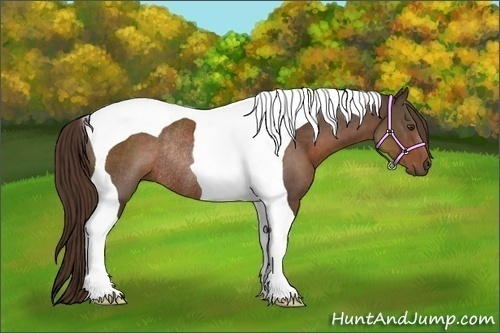Horse Color:Liver Chestnut Tobiano Rabicano